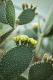 Close up detail of beautiful opuntia, prickly pear cactus with yellow blossom, can be used as background