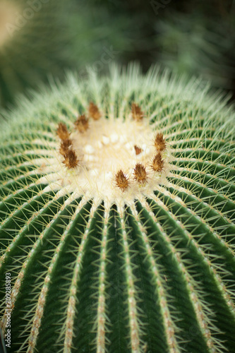 Close up detail of a beautiful and impressive big gold ball cactus  golden barrel cactus  can be used as background 