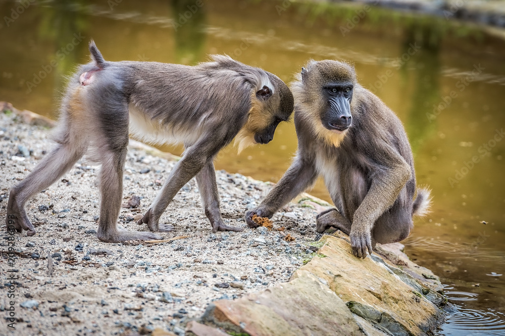 Obraz premium Maddrill Monkey