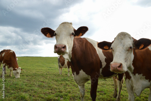 A herd of dairy cows, or dairy cattle in a green pasture. Montbeliarde breed cows. © jpr03