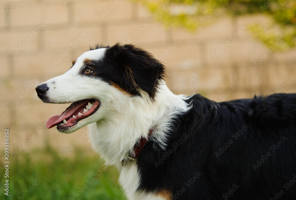 Australian Shepherd dog outdoor portrait 