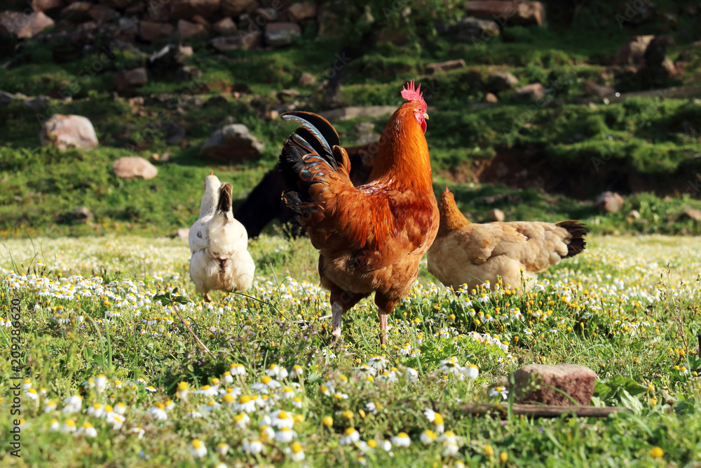 Roosters and chickens raised ecologically Roosters and chickens raised ecologically