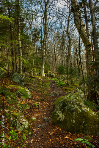 Appalachian Trail leading to the Spruce-fir Forest on Mount Rogers in Virginia.