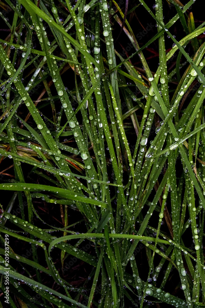 Fototapeta premium Dew on Grass