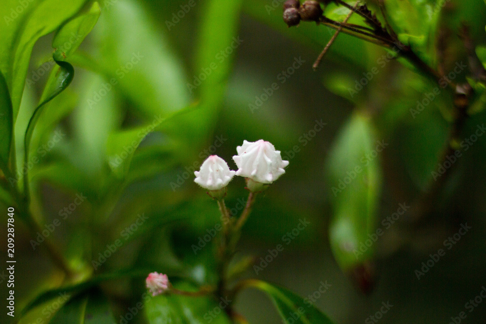 Mountain Laurel, Pennsylvania State Plant / Flower Mountain Laurel, Pennsylvania State Plant / Flower