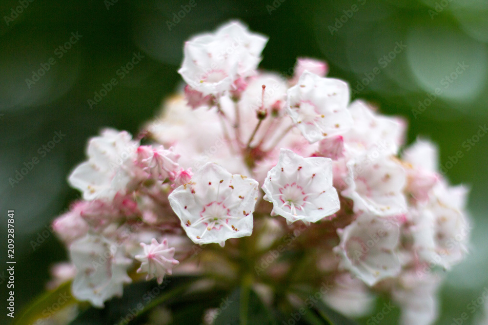 Mountain Laurel, Pennsylvania State Plant / Flower Mountain Laurel, Pennsylvania State Plant / Flower