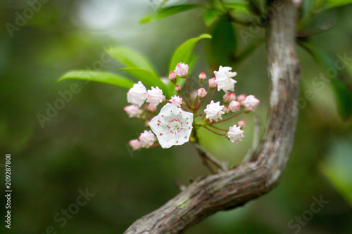Mountain Laurel, Pennsylvania State Plant / Flower