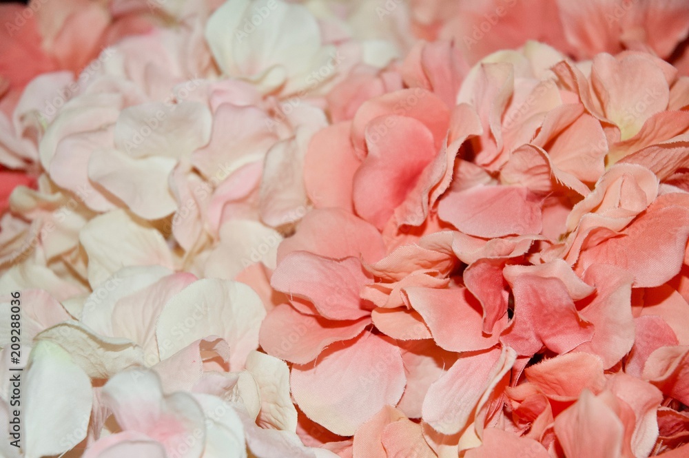 Beautiful Pink Blooming Hydrangeas