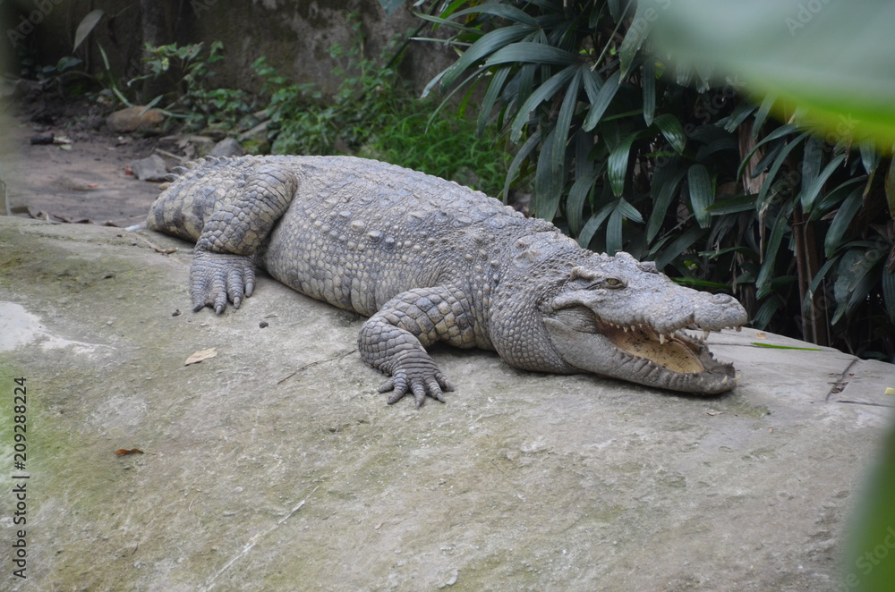 crocodile asia crocodile asia