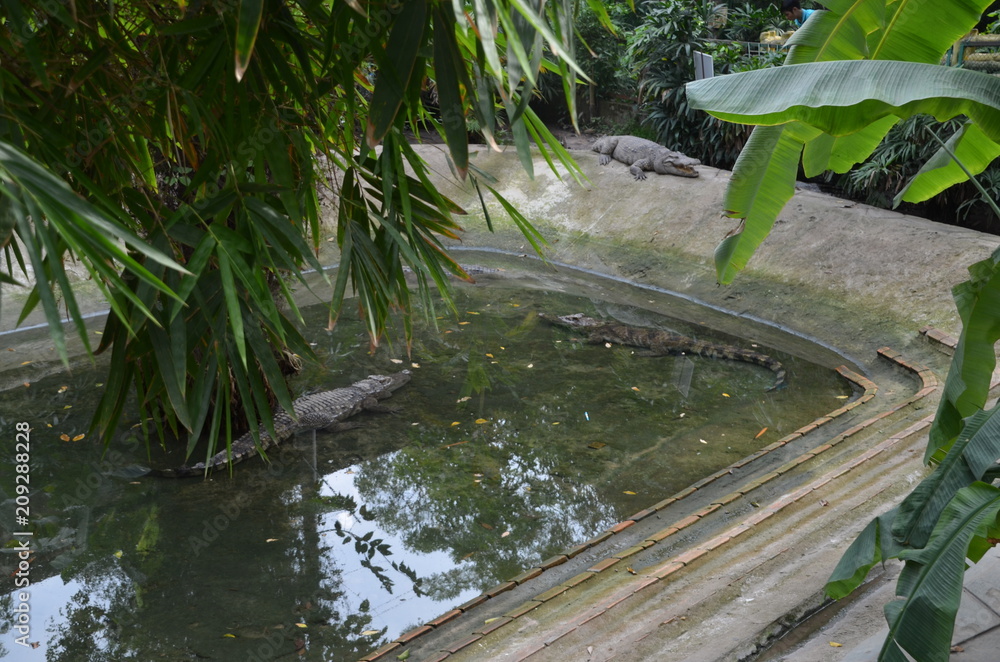 Fototapeta premium crocodile asia