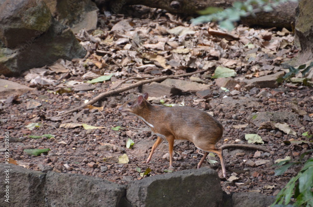 Obraz premium deer small