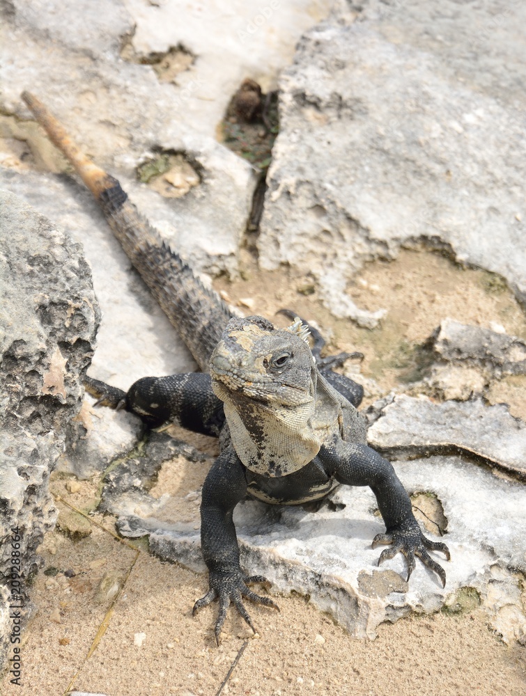 Iguana3 Iguana3
