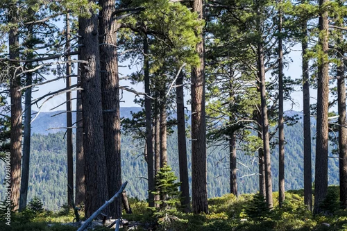 Obraz lasy w górach