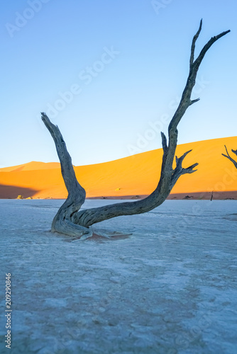 Sossusvlei orange color dunes at Dead Vlei with dead tree
