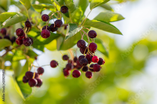 Felsenbirne Beeren