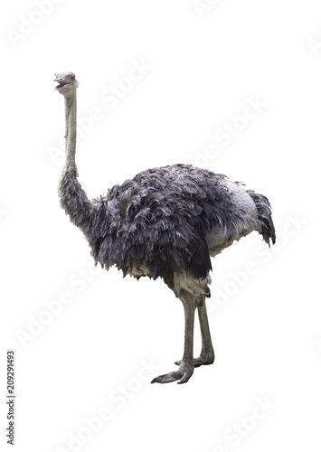 Ostrich isolated © manus