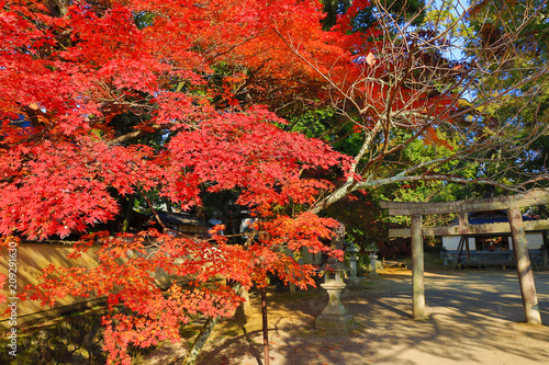 Konstfotografi red japanese maple autumn fall