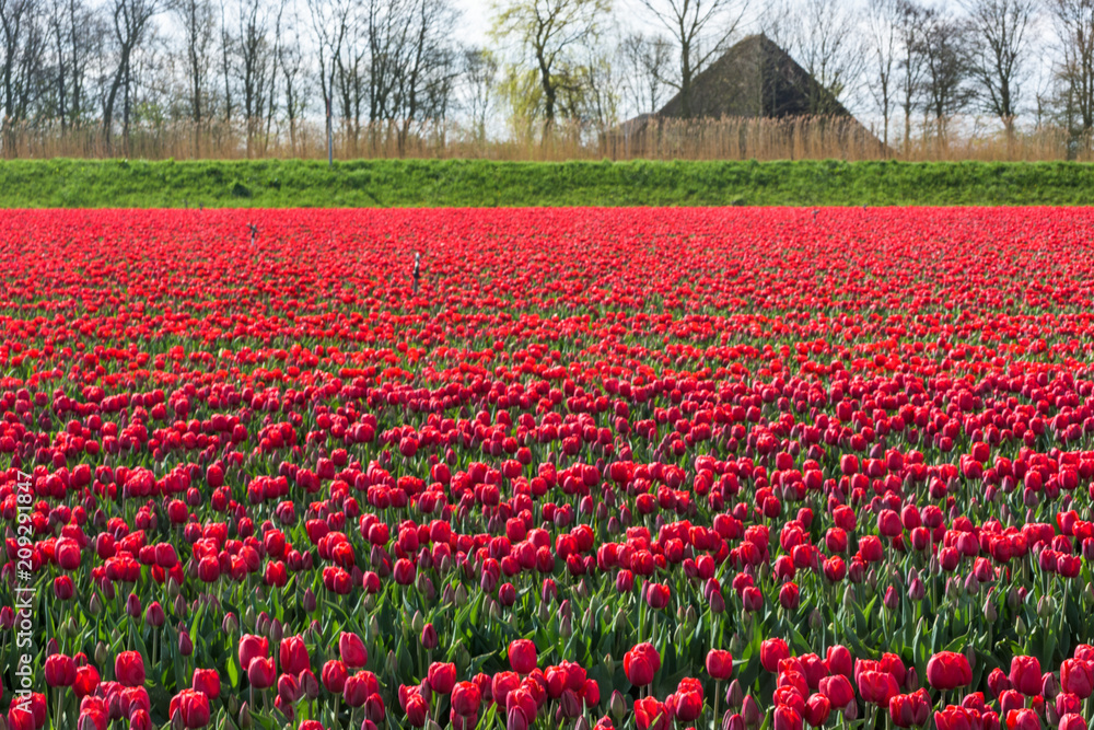 Red Tulips grow in in bright profusion on a rural farm in West Friesland, Netherlands.