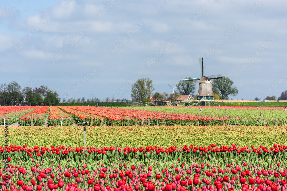 Tulips grow in a farm in West Friesland, Netherlands.