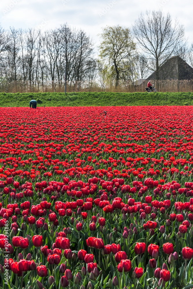 Farmer works in his tulip field in West Friesland, Netherlands.