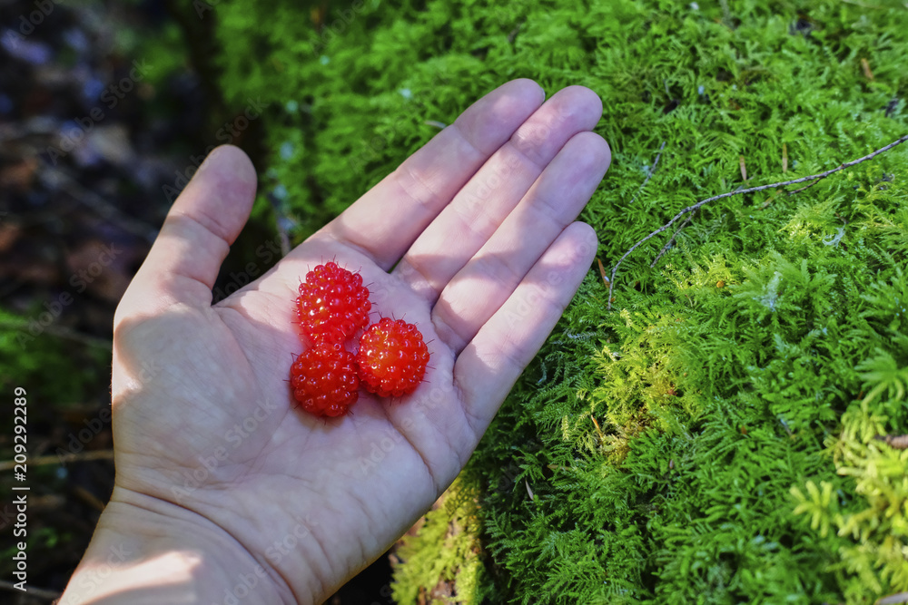 Scarlet Raspberries on palm of hand. Rubus crataegifolius, or Korean raspberry. Green background. POV Scarlet Raspberries on palm of hand. Rubus crataegifolius, or Korean raspberry. Green background. POV