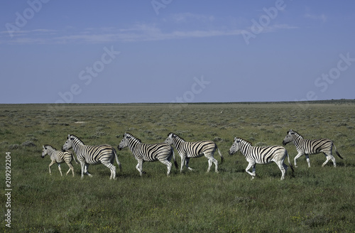 Herd of Zebra on the savanna in Etosha National Park, Namibia