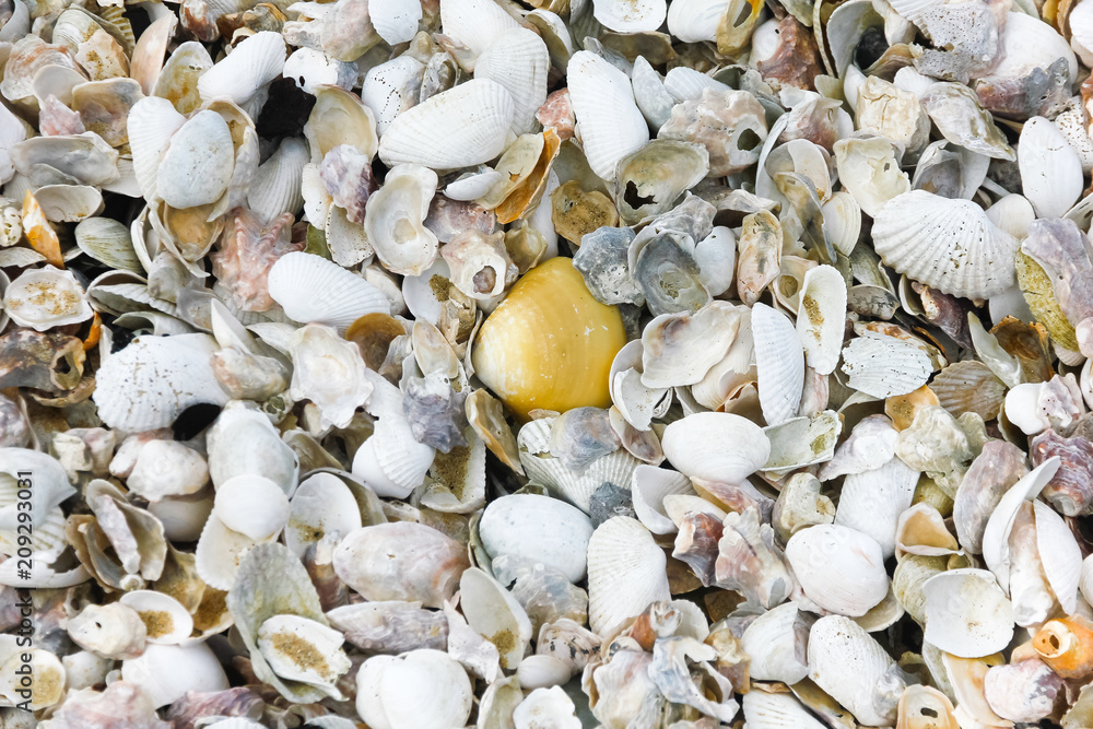 Natural sand and shells background
