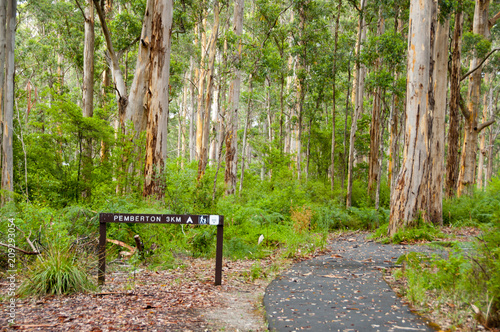 Karri Trees in Gloucester National Park - Pemberton - Australia photo