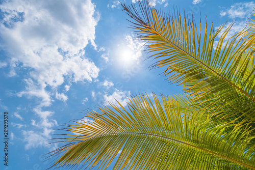 Beautiful tropical natural background with palms leaves and sun in the blue sky. Travel concept © Maxim Tupikov