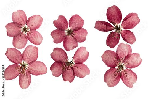 Fototapeta Naklejka Na Ścianę i Meble -  Pressed and dried white delicate transparent flower apple tree, isolated on white.