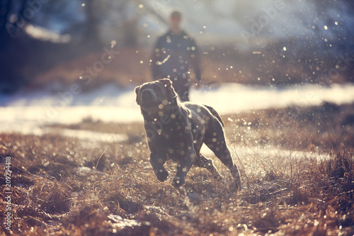 Labrador Retriever dog chasing ball with man in background photo