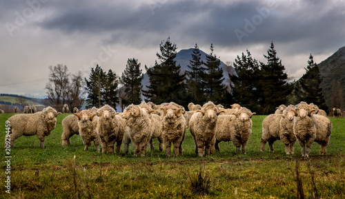 Merino sheep with horns in a field in Canterbury, New Zealand photo