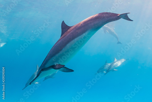 Dolphins diving from surface