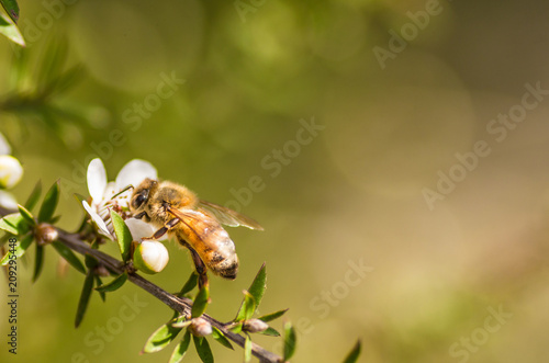 Honey bee on manuka flower from which manuka honey with medicinal benefits are made with space on the right