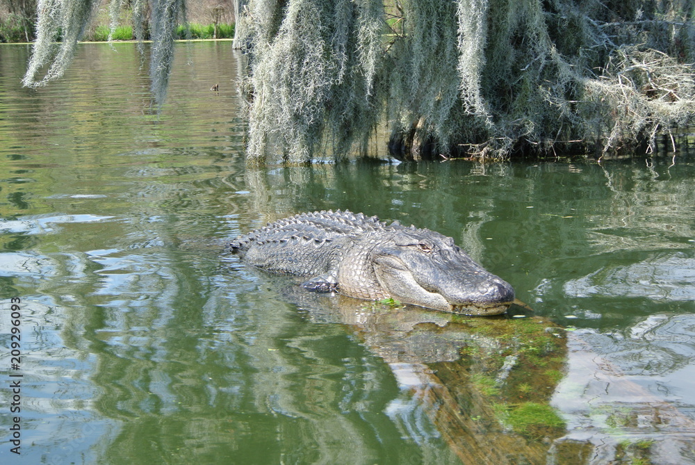 Fototapeta premium Aligator