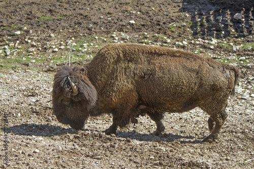 Bisons im Trentino