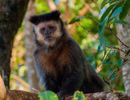 macaco sapajus prego biodiversidade reserva agricola