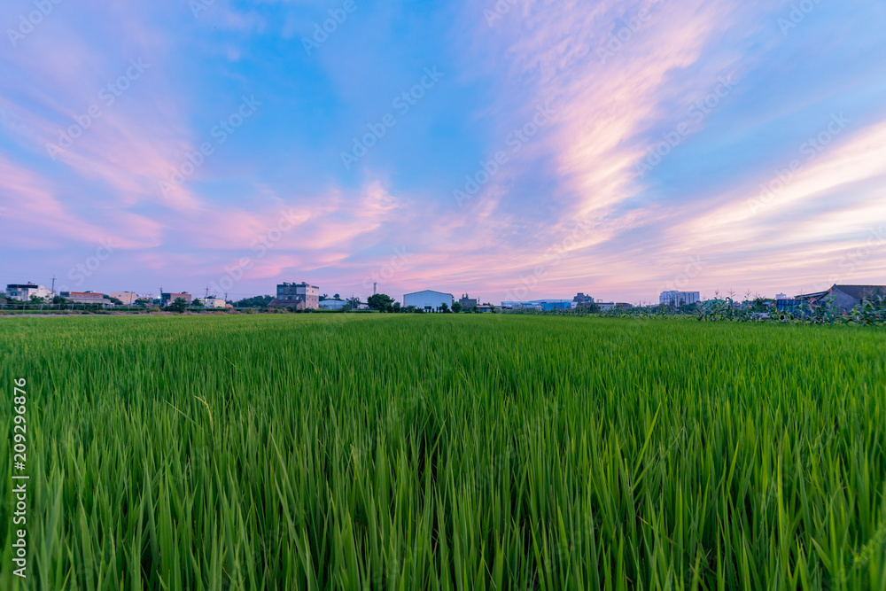 Sunset beautiful sky and clouds with a green rice field