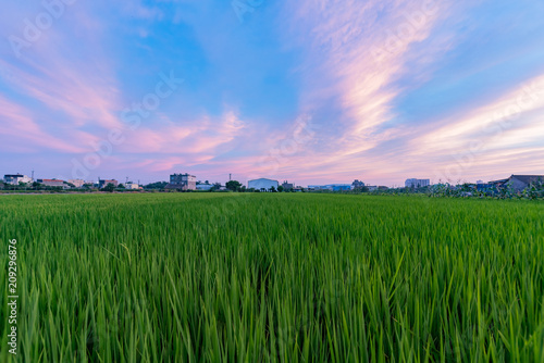 Sunset beautiful sky and clouds with a green rice field