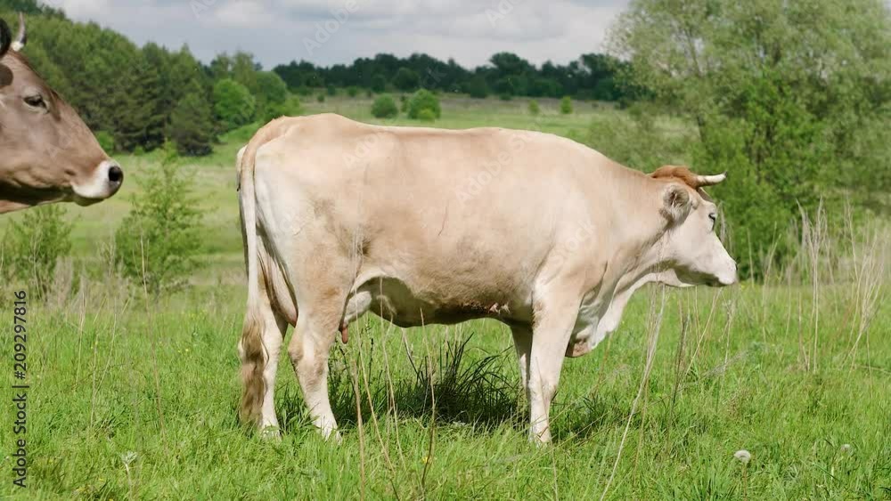 Bright cow lying in a field and chew grass Bright cow lying in a field and chew grass