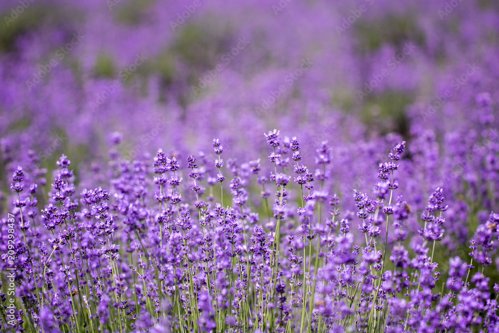 Sunset over a violet lavender field 