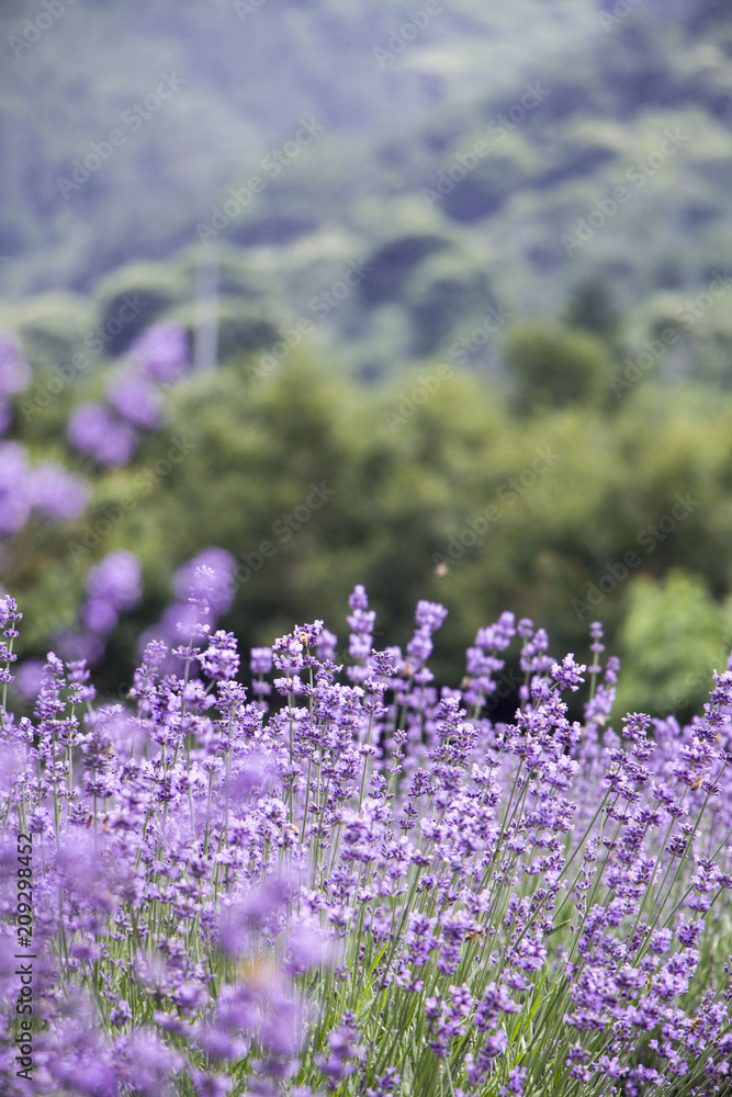 Obraz premium Sunset over a violet lavender field