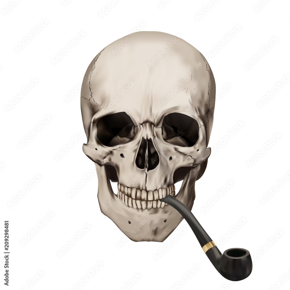 Human realistic skull smoking tobacco pipe. White background. Anatomy  vector illustration. Stock Vector | Adobe Stock