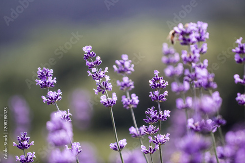 Sunset over a violet lavender field 