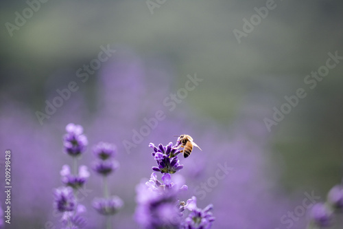 Fototapeta Naklejka Na Ścianę i Meble -  Sunset over a violet lavender field 