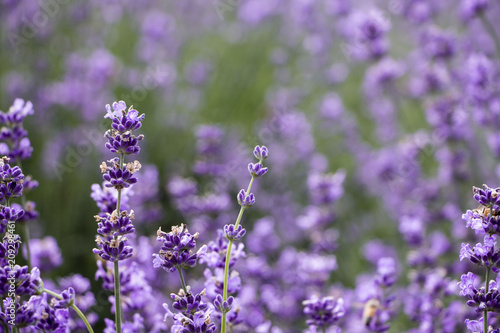 Sunset over a violet lavender field 