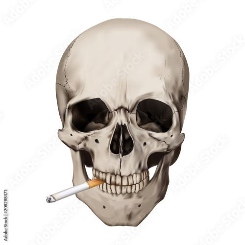 Human realistic skull smoking cigarette. White background. Anatomy vector illustration.