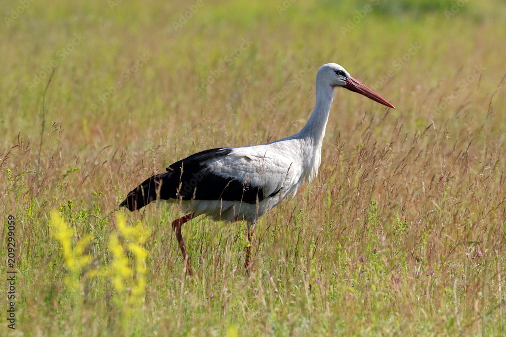 Naklejka premium Beautiful stork walking on the field. Ukraine. Elegant beautiful white long-beaked stork bird with black tail walking alone in green field on long red legs. 