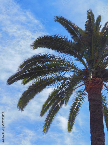 Palm tree photo.