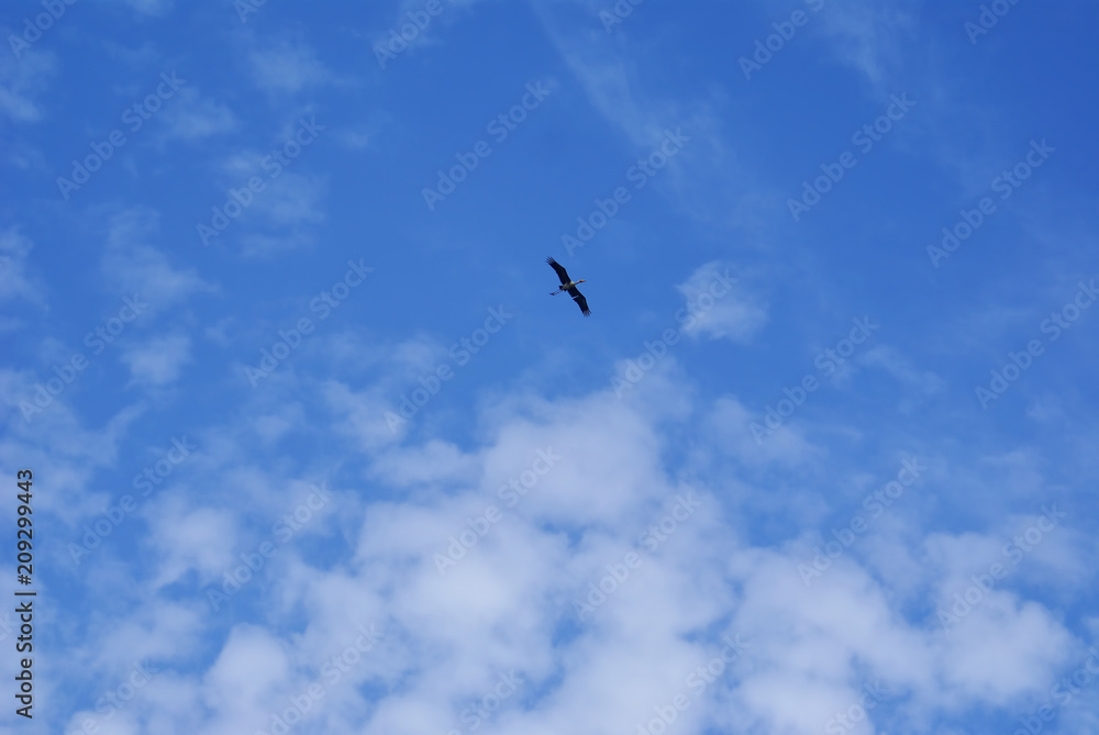 bird and blue sky texture background 